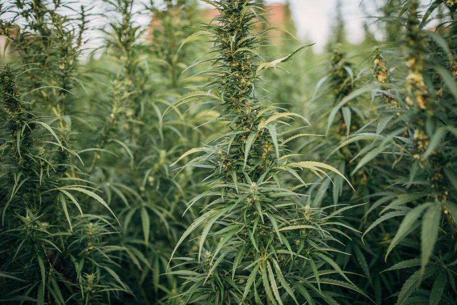 Organic hemp field