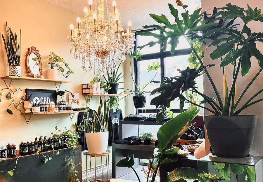 Bodega Wellness - CBD oil store in Hamilton